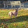 Baby joined the competition — help win amazing prizes! dog, grass, autumn_leaves, bench, stone_wall, harness, outdoor, park, daylight, pet, canine, curious, alert, nature, walking_path, shade, sunlight, fence, empty_bench, fall