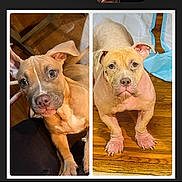 Baby is registered to the contest to win money with this photo: dog, puppy, brown_dog, light_brown_dog, wooden_floor, indoor, pet, animal, cute, two_dogs, flooring, canine, looking_up, ears_up, pink_paws, close_up, portrait, domestic_animal, young_dog, companion