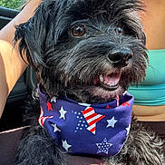 Wally J is registered to the contest to win money with this photo: dog, black_dog, bandana, stars, stripes, patriotic, car, person, turquoise_top, fur, happy, pet, closeup, animal, mouth_open, tongue, paw, seat, sunlight, outdoor