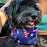 dog, black_dog, bandana, stars, stripes, patriotic, car, person, turquoise_top, fur, happy, pet, closeup, animal, mouth_open, tongue, paw, seat, sunlight, outdoor