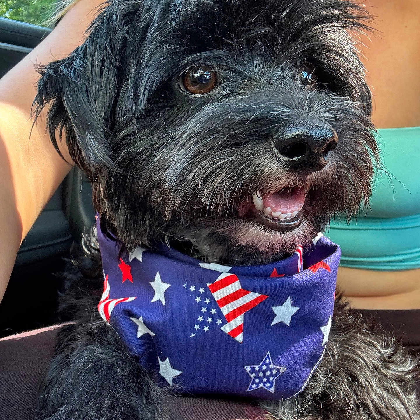 Wally J is registered to the contest to win money with this photo: dog, black_dog, bandana, stars, stripes, patriotic, car, person, turquoise_top, fur, happy, pet, closeup, animal, mouth_open, tongue, paw, seat, sunlight, outdoor