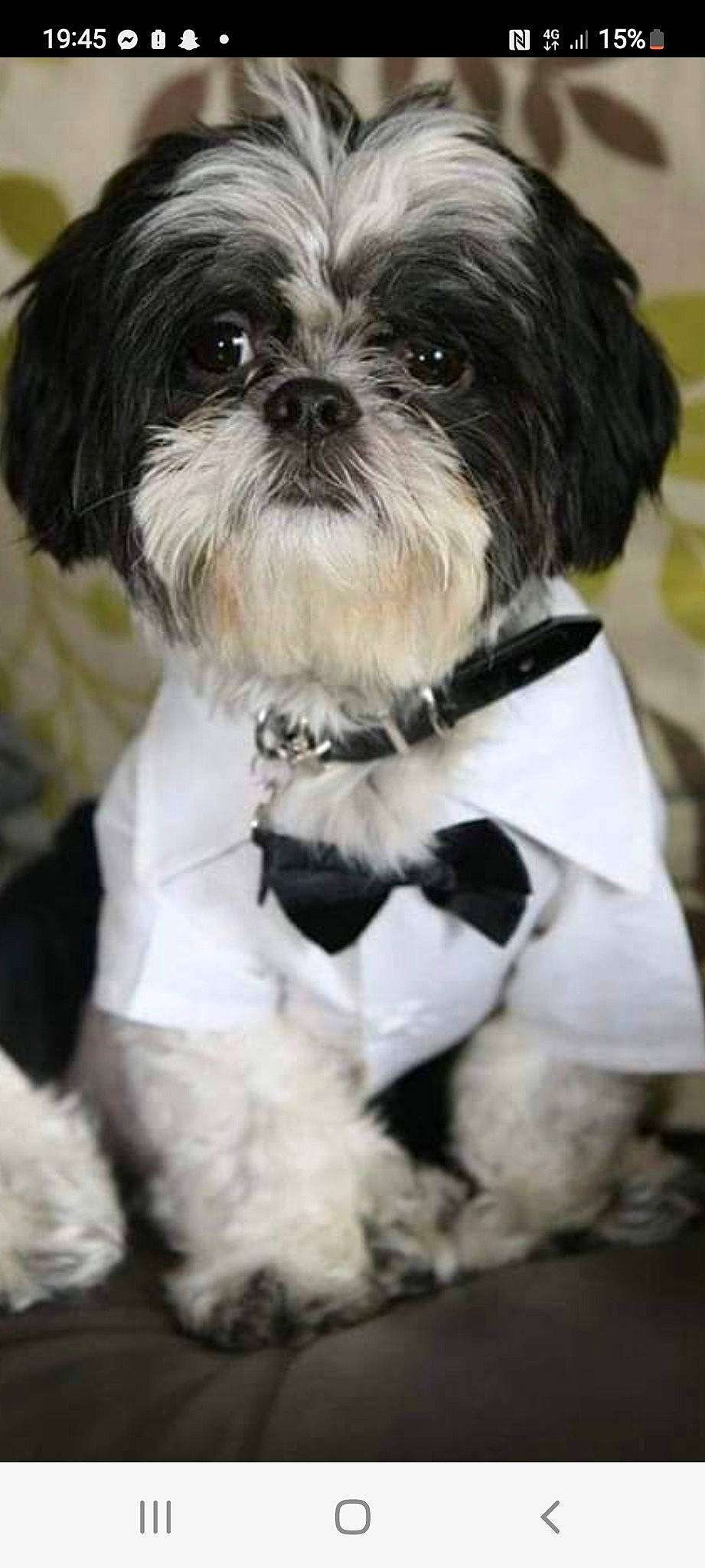 Bobbie is registered to the contest to win money with this photo: canidae, carnivore, collar, companion_dog, dog, dog_breed, dog_collar, dog_supply, fur, liver, maltepoo, pattern, pet_supply, shih_tzu, small_terrier, snout, sporting_group, terrier, toy_dog, working_animal