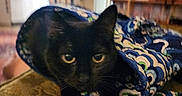 Bug joined the competition — help win amazing prizes! animal, background, black_cat, cat, closeup, couch, cozy, curious, ears, eyes, fabric, furniture, home, indoor, patterned_cloth, pet, resting, soft_light, texture, whiskers