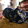 Bug joined the competition — help win amazing prizes! cat, black_cat, fabric, patterned_cloth, indoor, curious, pet, animal, closeup, texture, furniture, soft_light, cozy, home, resting, eyes, whiskers, ears, couch, background