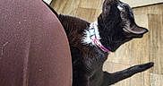 Bug joined the competition — help win amazing prizes! cat, black_cat, collar, curious, stretching, indoor, wooden_floor, person, brown_pants, leg, white_patch, flooring, pet, feline, looking_up, domestic_animal, household, cozy, curiosity, foot