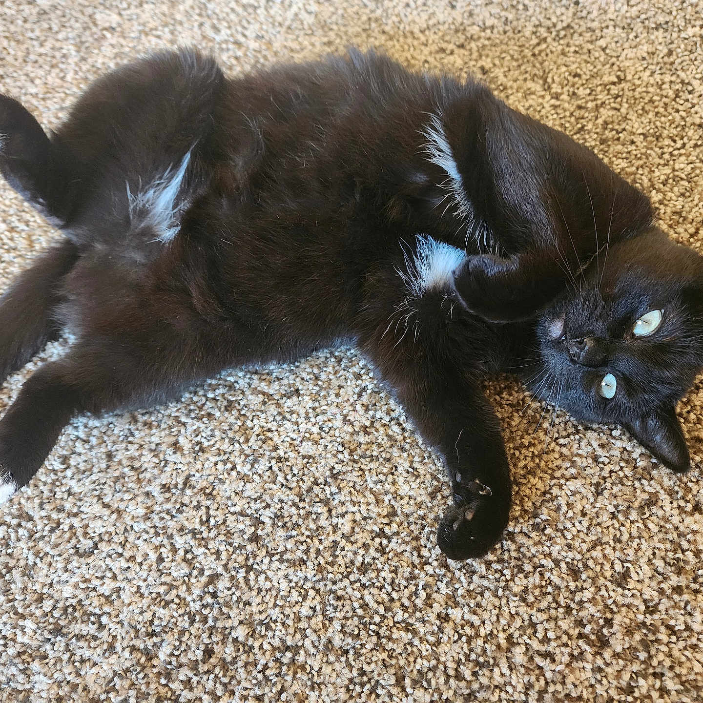 Bug