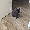 cat, black_cat, indoor, wooden_floor, doorway, curious, pet, animal, feline, looking, sitting, white_paws, white_chest_patch, flooring, home, domestic, cute, alert, small, quiet