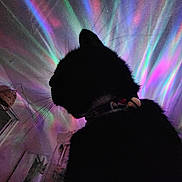 Bug joined the competition — help win amazing prizes! cat, silhouette, black_cat, collar, indoor, rainbow_lights, colorful, psychedelic, ceiling, wall, shadow, whiskers, home, night, dark, light_effects, decor, mystical, pet, animal