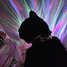 cat, silhouette, black_cat, collar, indoor, rainbow_lights, colorful, psychedelic, ceiling, wall, shadow, whiskers, home, night, dark, light_effects, decor, mystical, pet, animal
