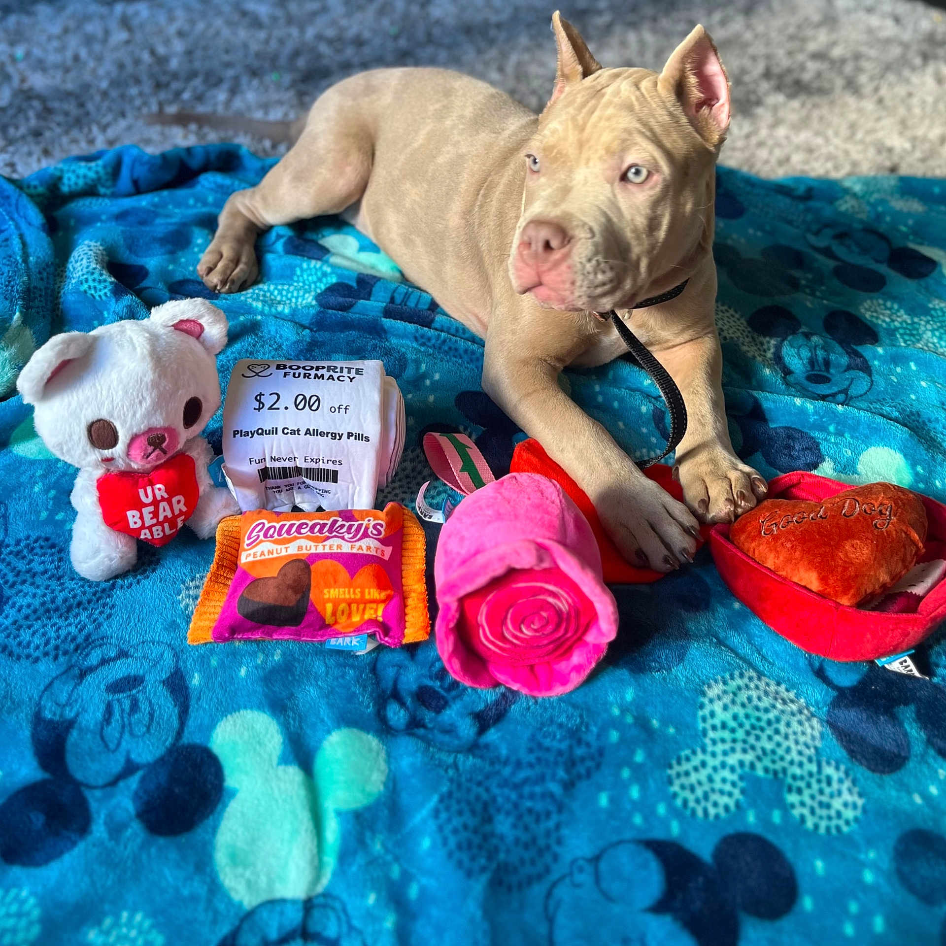 Kiara joined the competition — help win amazing prizes! art, blue, carmine, carnivore, dog, electric_blue, fashion_accessory, fawn, mammal, organism, pink, rhinoceros, sculpture, snout, teddy_bear, terrestrial_animal, toy, vertebrate, working_animal, wrinkle