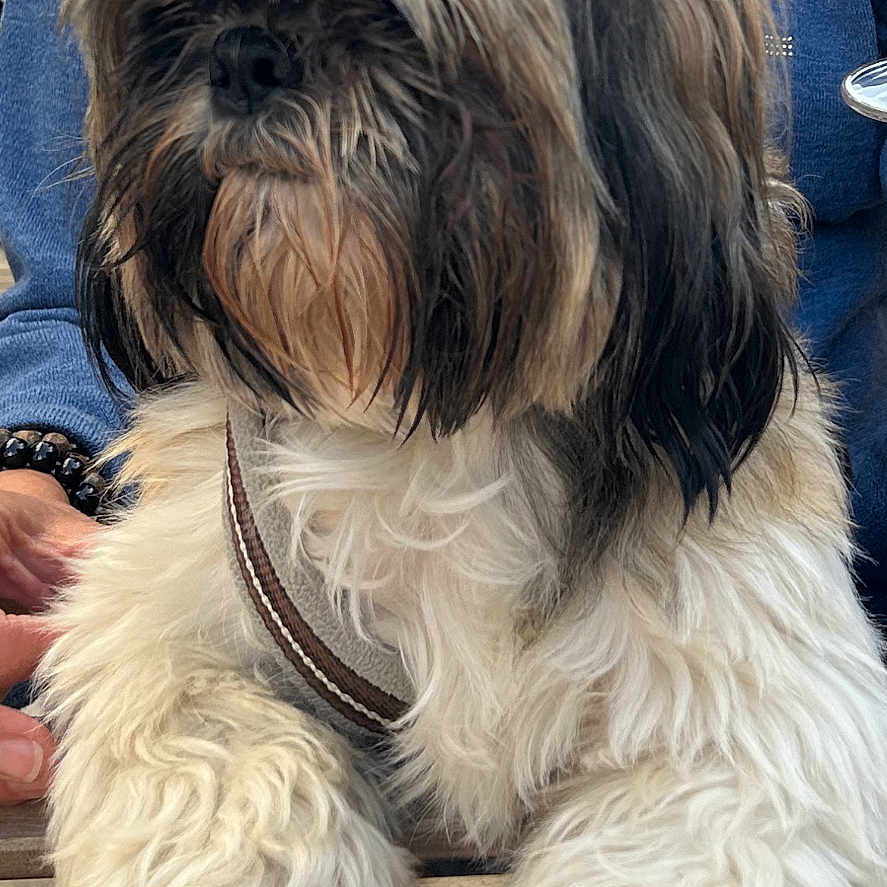 Sam participe au concours pour gagner de l'argent avec cette photo : accessories, adult, affenpinscher, animal, canine, dog, food, jewelry, male, man, necklace, nut, person, pet, plant, poodle, produce, puppy, terrier, vegetable