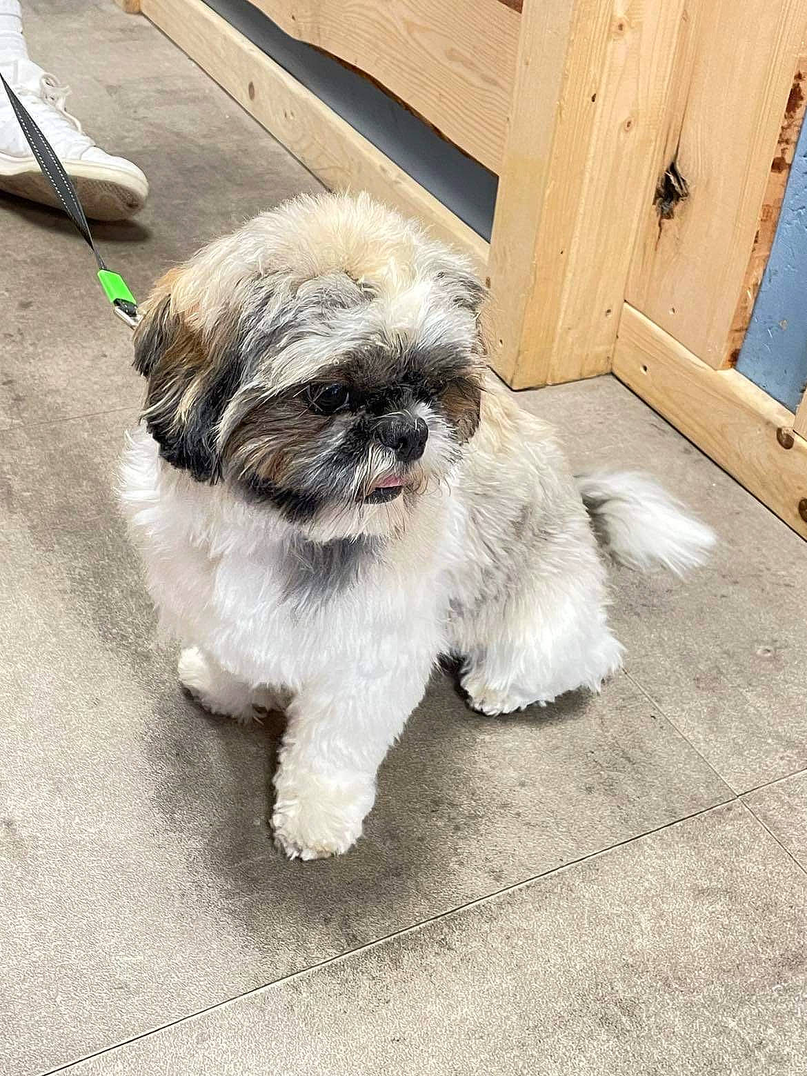 Sam participe au concours pour gagner de l'argent avec cette photo : canidae, carnivore, companion_dog, dog, dog_breed, door, fawn, fur, liver, shih_tzu, small_terrier, snout, sporting_group, tail, terrestrial_animal, terrier, toy_dog, wood, working_animal, wrinkle