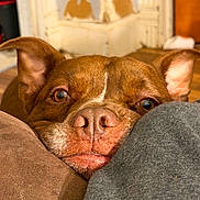 Chance joined the competition — help win amazing prizes! animal, brown_dog, closeup, couch, cozy, curious, cushion, dog, ears, expression, face, furniture, indoor, looking, nose, pet, portrait, relaxed, snout, warm_lighting