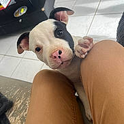 Valium a rejoint le concours — aidez-le/la à gagner de superbes lots ! puppy, dog, black_and_white, pink_nose, paw, person, knee, brown_pants, floor_tiles, indoor, cute, pet, animal, looking_up, ears, snout, young_dog, home, furniture, curious