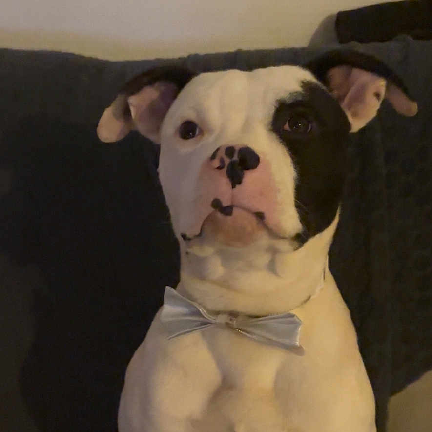 Valium a rejoint le concours — aidez-le/la à gagner de superbes lots ! animal, black_spots, bow_tie, calm, canine, companion, couch, cute, dog, domestic, ears, face, fur, household, indoor, nose, pet, portrait, sitting, white