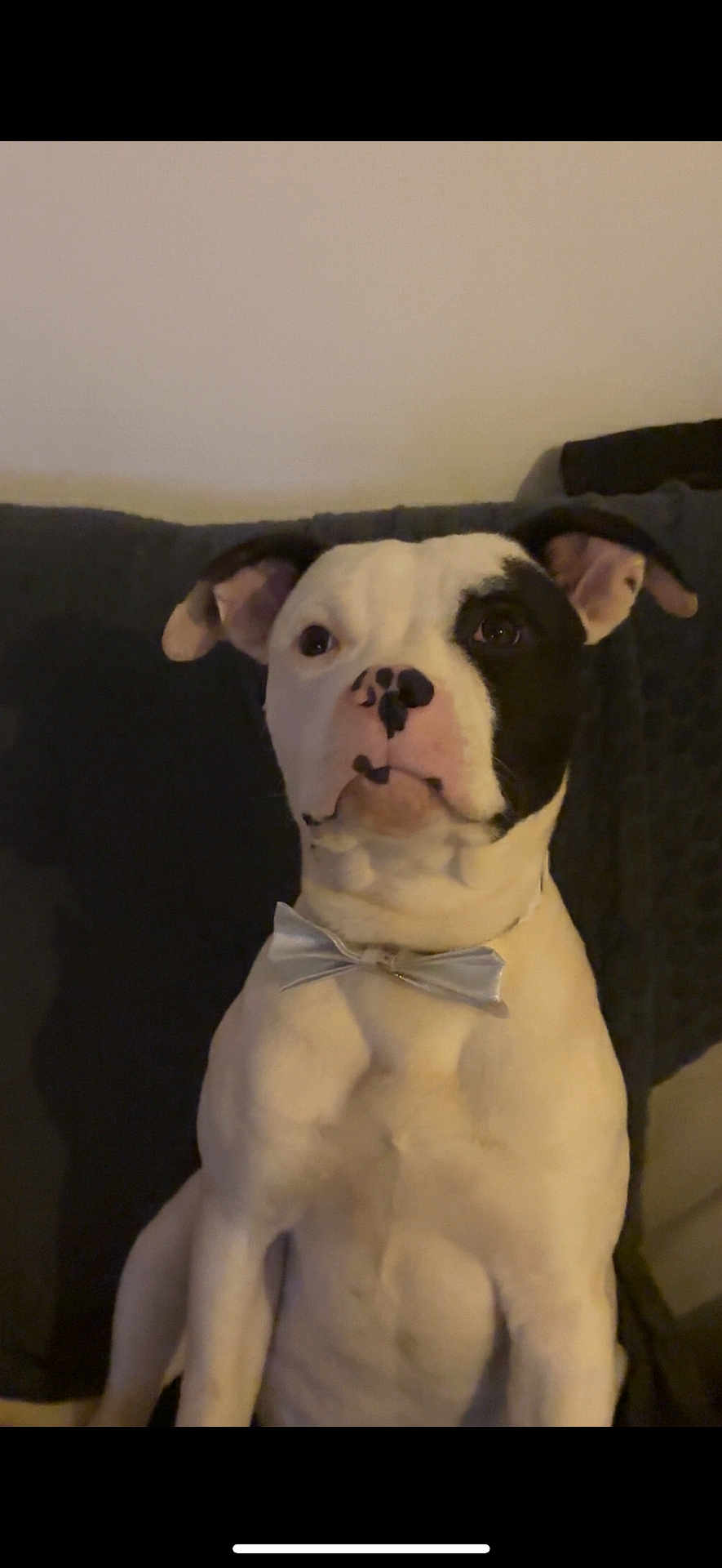 Valium a rejoint le concours — aidez-le/la à gagner de superbes lots ! dog, bow_tie, white, black_spots, sitting, couch, pet, indoor, portrait, calm, canine, animal, domestic, ears, face, nose, fur, companion, household, cute