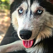Kida joined the competition — help win amazing prizes! dog, husky, blue_eyes, tongue_out, close_up, pet, animal, fur, canine, portrait, outdoor, blurred_background, black_and_white_fur, cute, friendly, happy, domestic_animal, mammal, snout, whiskers