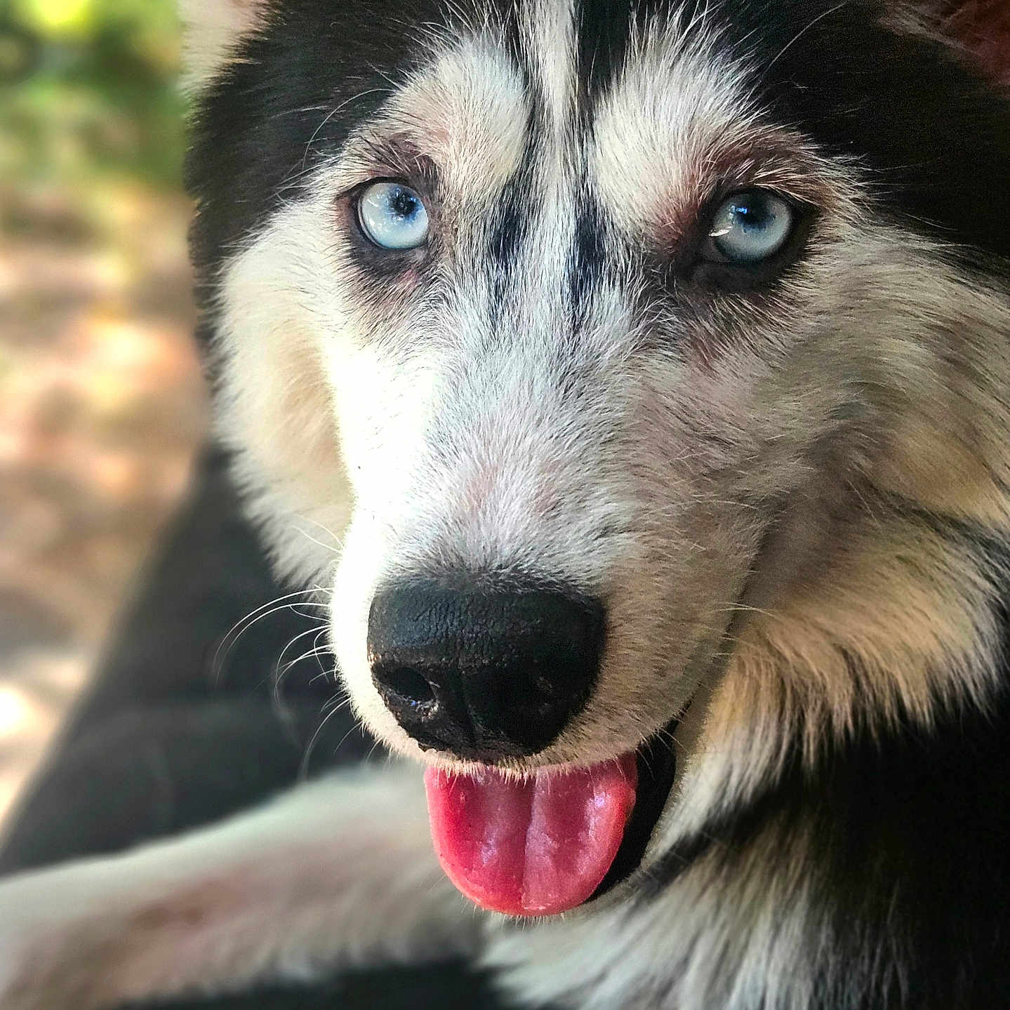 Kida joined the competition — help win amazing prizes! dog, husky, blue_eyes, tongue_out, close_up, pet, animal, fur, canine, portrait, outdoor, blurred_background, black_and_white_fur, cute, friendly, happy, domestic_animal, mammal, snout, whiskers