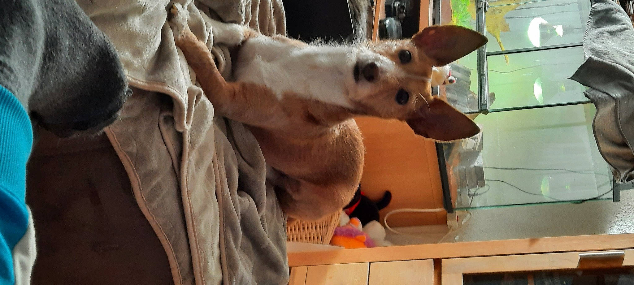 Tingo participe au concours pour gagner de l'argent avec cette photo : canidae, carnivore, collar, companion_dog, dog, dog_breed, ear, fawn, fur, kitchen_appliance, non_sporting_group, snout, sporting_group, terrestrial_animal, toy_dog, whiskers, wood, working_animal