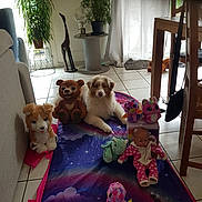 Vesper participe au concours pour gagner de l'argent avec cette photo : chair, couch, cozy, curtain, decor, dog, doll, floor, indoor, light, mat, pets, plant, relaxing, stuffed_animal, table, tile_floor, toy, unicorn, window