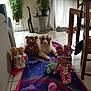 chair, couch, cozy, curtain, decor, dog, doll, floor, indoor, light, mat, pets, plant, relaxing, stuffed_animal, table, tile_floor, toy, unicorn, window