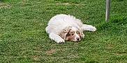 Vesper participe au concours pour gagner de l'argent avec cette photo : animal, architecture, backyard, building, canine, cockerspaniel, dog, field, grass, grassland, lawn, nature, outdoors, pet, plant, puppy, shelter, summer, terrier, yard