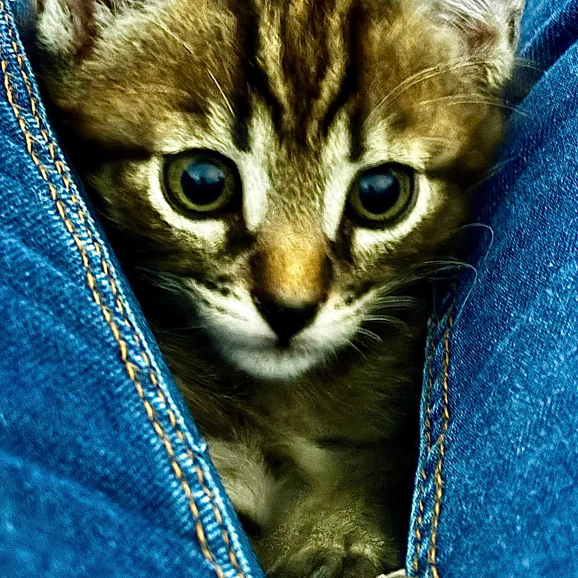 Butch participe au concours pour gagner de l'argent avec cette photo : abyssinian, animal, cat, claw, clothing, couch, electronics, furniture, hardware, hook, jeans, kitten, manx, pants, pet, zipper