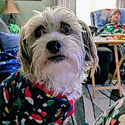 Daisy Mae is registered to the contest to win money with this photo: animal, blanket, carpet, chair, cozy, curtains, cute, dog, fur, furniture, holiday_sweater, home, indoor, lamp, painting, person, pet, portrait, relaxing, table