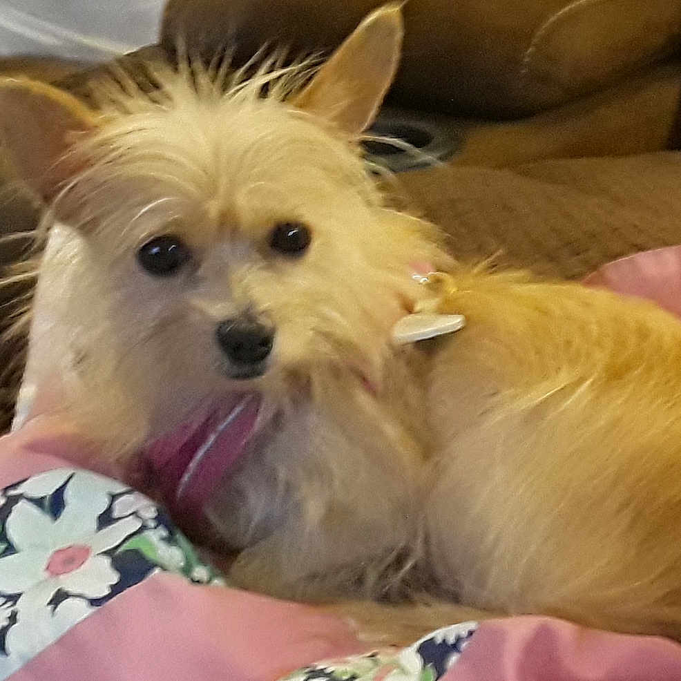 Pocci is registered to the contest to win money with this photo: affenpinscher, animal, ball, canine, chihuahua, cockerspaniel, couch, cushion, dog, eskimodog, furniture, homedecor, indoors, pet, puppy, sport, tennis, tennisball, terrier, whitedog