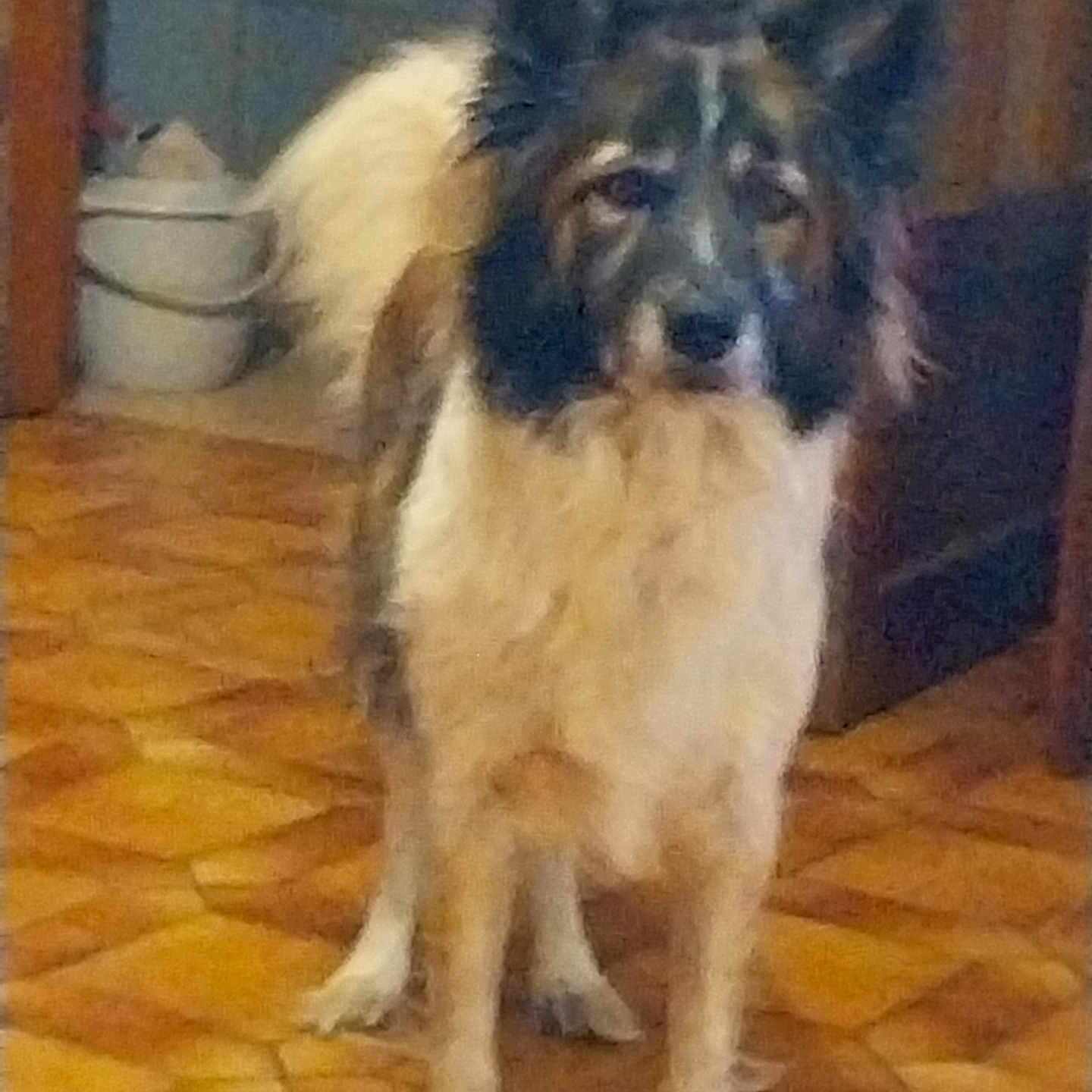 Malo a rejoint le concours — aidez-le/la à gagner de superbes lots ! brown_white_coat, bucket, closeup, companion_animal, dog, doorway, ears, fluffy, furniture, indoor, living_room, long_fur, looking_at_camera, muzzle, parquet_floor, patterned_floor, paws, pet, portrait, standing