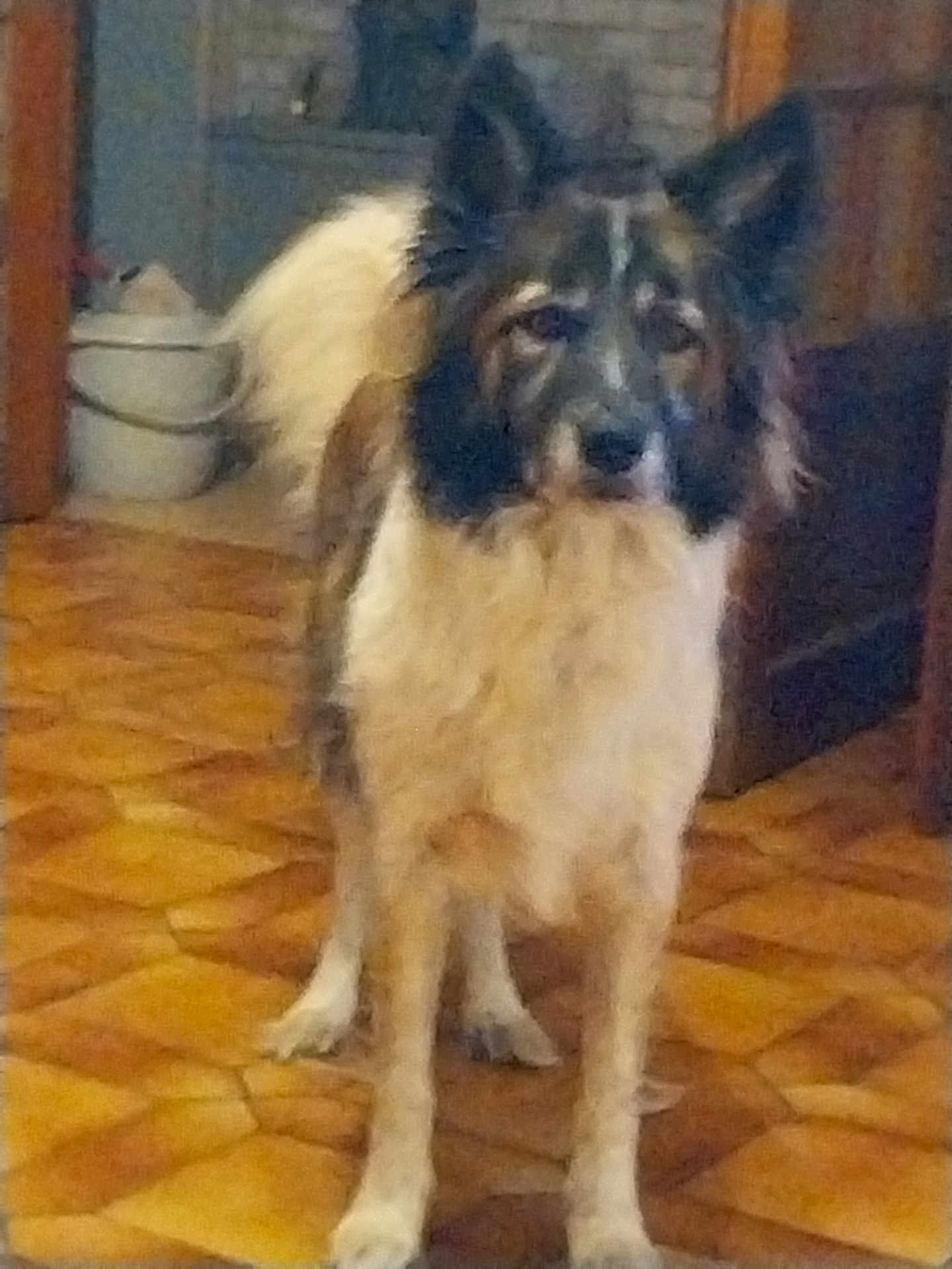 Malo a rejoint le concours — aidez-le/la à gagner de superbes lots ! dog, pet, indoor, parquet_floor, standing, long_fur, fluffy, ears, muzzle, paws, brown_white_coat, portrait, looking_at_camera, living_room, bucket, furniture, doorway, patterned_floor, closeup, companion_animal