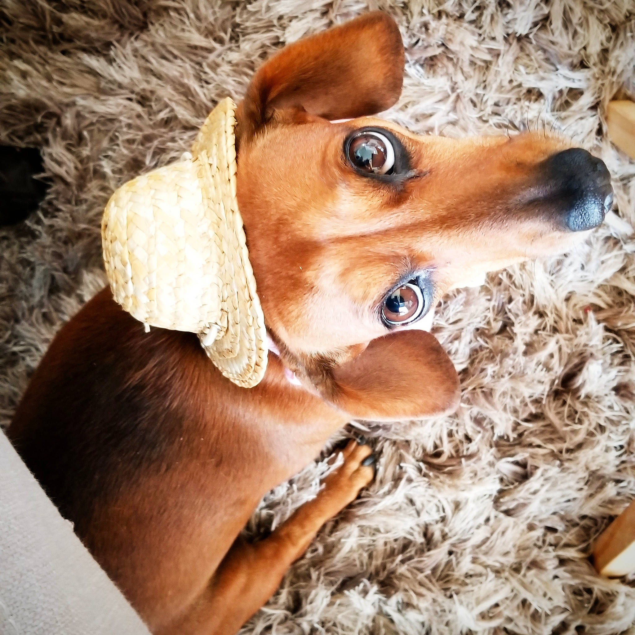Dachsalicious is registered to the contest to win money with this photo: art, canidae, carnivore, companion_dog, dog, dog_breed, ear, fawn, fur, glasses, hound, liver, pet_supply, puppy, smile, snout, sporting_group, whiskers, wood, working_animal
