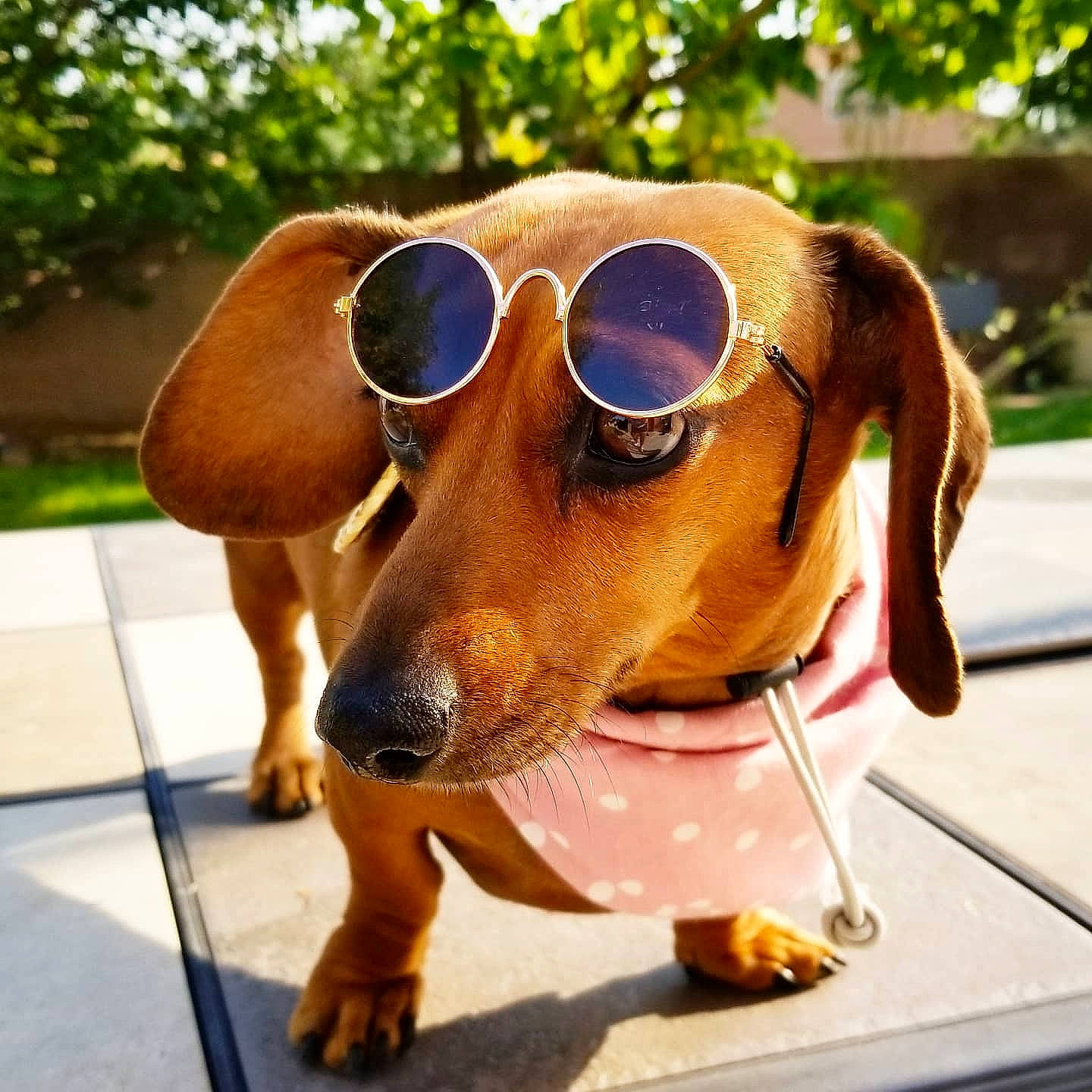 Dachsalicious joined the competition — help win amazing prizes! carnivore, collar, companion_dog, dog, dog_breed, dog_supply, ear, eyewear, fawn, glasses, goggles, personal_protective_equipment, pet_supply, snout, street_fashion, sunglasses, tints_and_shades, vision_care, whiskers, working_animal