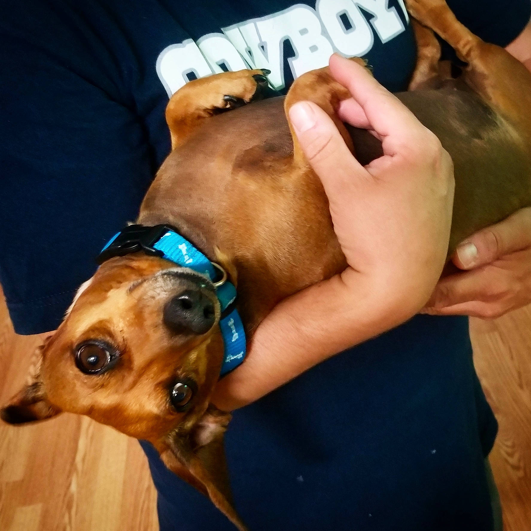 Dachsalicious joined the competition — help win amazing prizes! carnivore, collar, companion_dog, cool, dog, dog_breed, dog_collar, ear, eyewear, fawn, finger, gesture, nail, pet_supply, snout, sunglasses, thumb, whiskers, working_animal, wrist