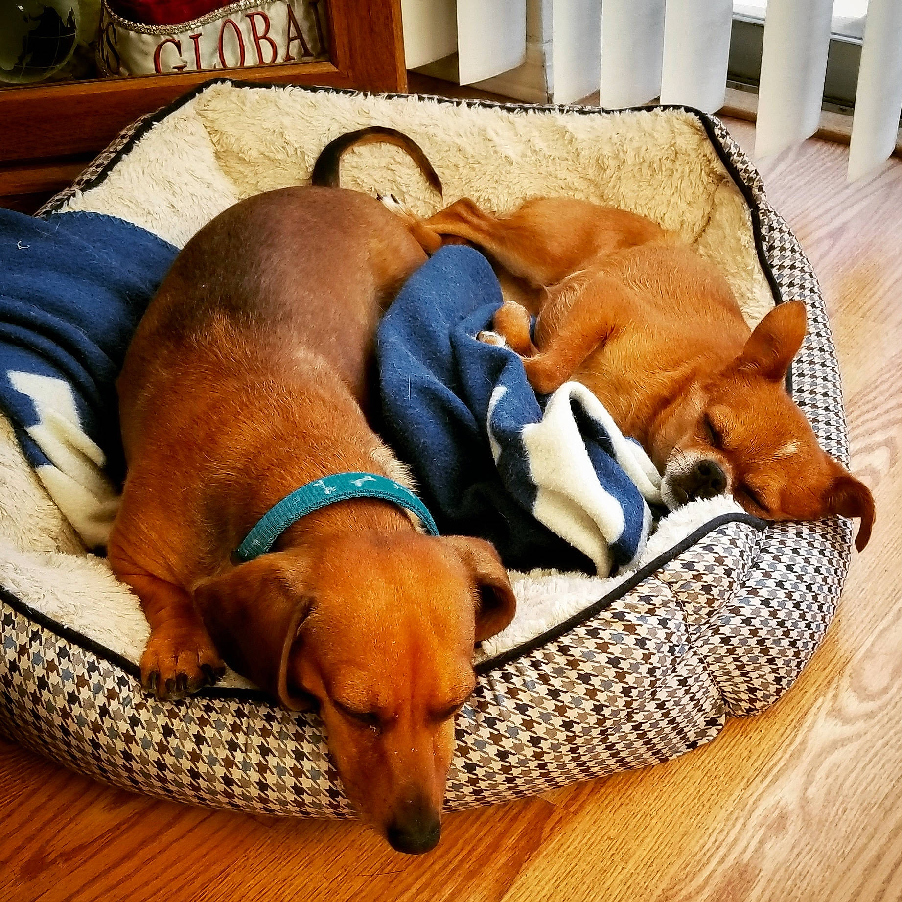 Dachsalicious is registered to the contest to win money with this photo: canidae, carnivore, comfort, companion_dog, dog, dog_bed, dog_breed, dog_supply, fawn, flooring, fur, hardwood, hound, liver, nap, pet_supply, snout, sporting_group, wood, working_animal