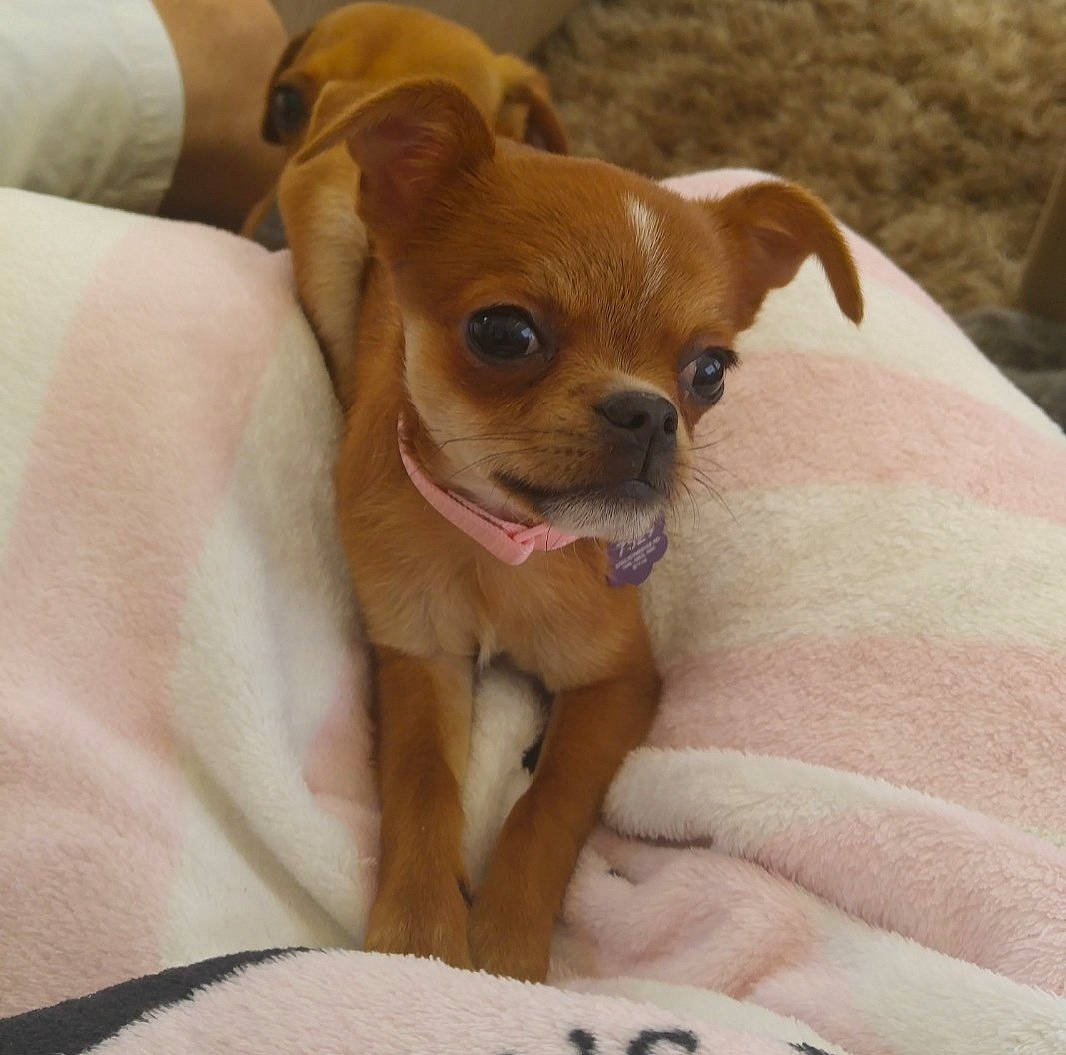 Strawberry is registered to the contest to win money with this photo: canidae, carnivore, chihuahua, comfort, companion_dog, corgi_chihuahua, dog, dog_breed, dog_supply, ear, fawn, fur, paw, puppy, puppy_love, snout, sporting_group, toy_dog, whiskers, working_animal