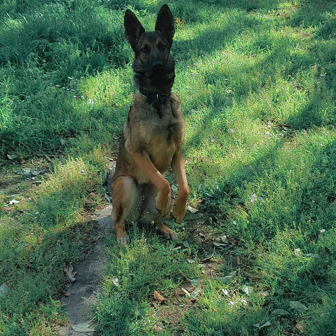 Unah participe au concours pour gagner de l'argent avec cette photo : animal, backyard, canine, dog, field, germanshepherd, grass, grassland, green, land, nature, outdoors, path, pet, plant, puppy, tree, vegetation, woodland, yard