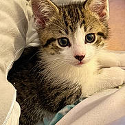 Milo is registered to the contest to win money with this photo: kitten, cat, tabby, white_paws, white_face, curious, wide_eyes, fur, pet, animal, cute, cozy, blanket, resting, indoor, close_up, young, small, domestic_cat, soft