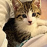 kitten, cat, tabby, white_paws, white_face, curious, wide_eyes, fur, pet, animal, cute, cozy, blanket, resting, indoor, close_up, young, small, domestic_cat, soft
