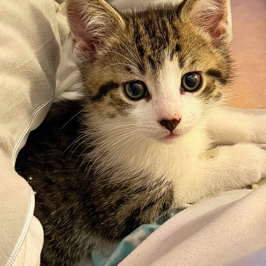 Milo is registered to the contest to win money with this photo: kitten, cat, tabby, white_paws, white_face, curious, wide_eyes, fur, pet, animal, cute, cozy, blanket, resting, indoor, close_up, young, small, domestic_cat, soft