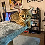 Scar joined the competition — help win amazing prizes! kitten, cat_tree, feline, pet, indoor, living_room, furniture, shelf, books, tv, poster, decor, carpet, close_up, cute, young_animal, resting, eyes, ears, whiskers