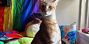 Scar joined the competition — help win amazing prizes! cat, bed, pillow, plush_toy, rainbow_flag, shoe_box, window, natural_light, indoor, curious, feline, brown_cat, decor, colorful, resting, cozy, sitting, domestic_cat, furniture, room