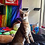 cat, bed, pillow, plush_toy, rainbow_flag, shoe_box, window, natural_light, indoor, curious, feline, brown_cat, decor, colorful, resting, cozy, sitting, domestic_cat, furniture, room