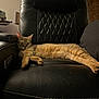 Scar joined the competition — help win amazing prizes! cat, tabby_cat, leather_chair, furniture, relaxed, indoor, pet, animal, sleeping, cozy, resting, black_leather, home, quiet, napping, fur, paw, whiskers, ears, cushion