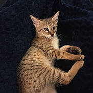 Scar is registered to the contest to win money with this photo: kitten, cat, animal, pet, feline, striped, spotted, cute, lying_down, paws, whiskers, ears, alert, fur, domestic, young, indoor, blanket, texture, resting