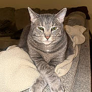 Ella joined the competition — help win amazing prizes! animal, blanket, cat, comfortable, couch, cozy, crossed_paws, domestic_cat, ears, feline, fur, gray_tabby, green_eyes, home, indoor, pets, portrait, relaxed, resting, whiskers