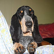 Lucien a rejoint le concours — aidez-le/la à gagner de superbes lots ! dog, basset_hound, sleepy, bed, bedding, floral_pattern, paw, ears, indoor, pet, animal, canine, resting, companions, napping, close_up, cute, domestic, fur, portrait