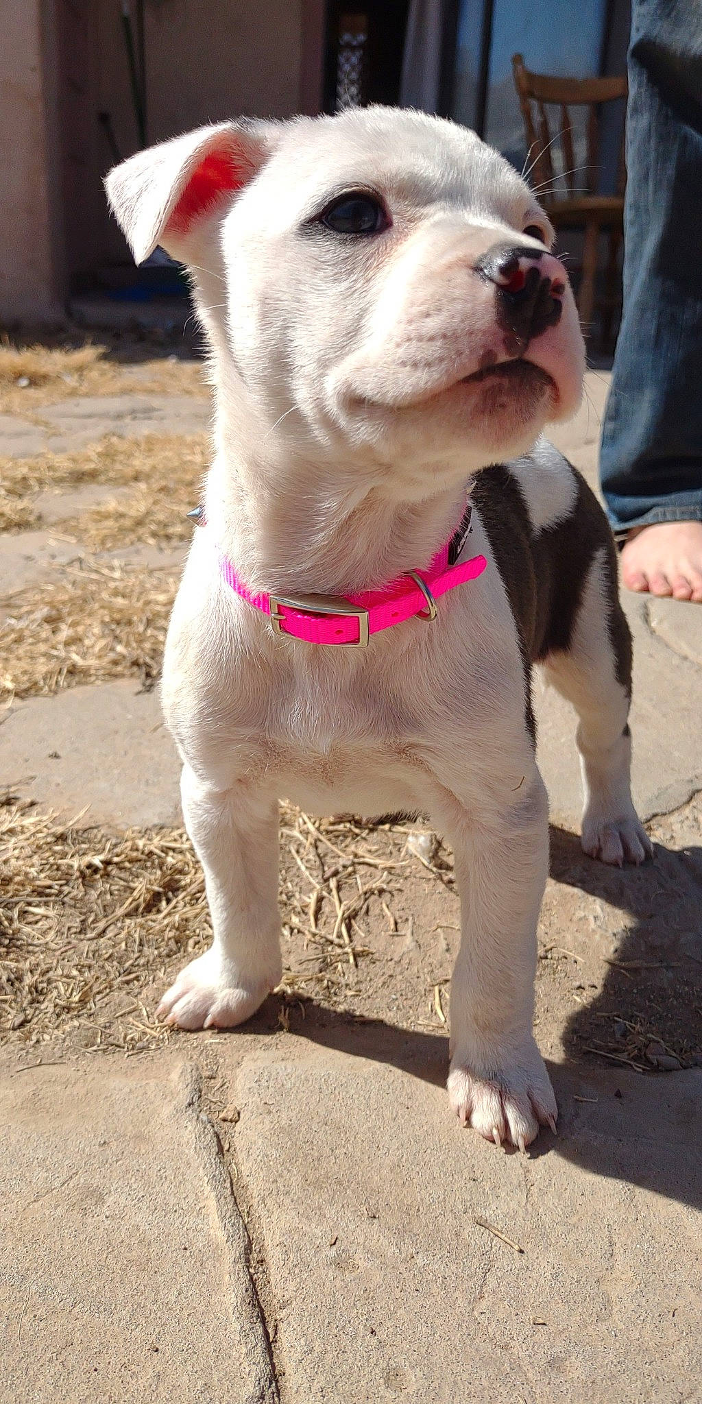 Ziggy joined the competition — help win amazing prizes! bulldog, canidae, carnivore, collar, companion_dog, dog, dog_breed, dog_collar, fashion_accessory, fawn, fur, leash, molosser, pet_supply, snout, sporting_group, toy_dog, whiskers, working_animal, wrinkle