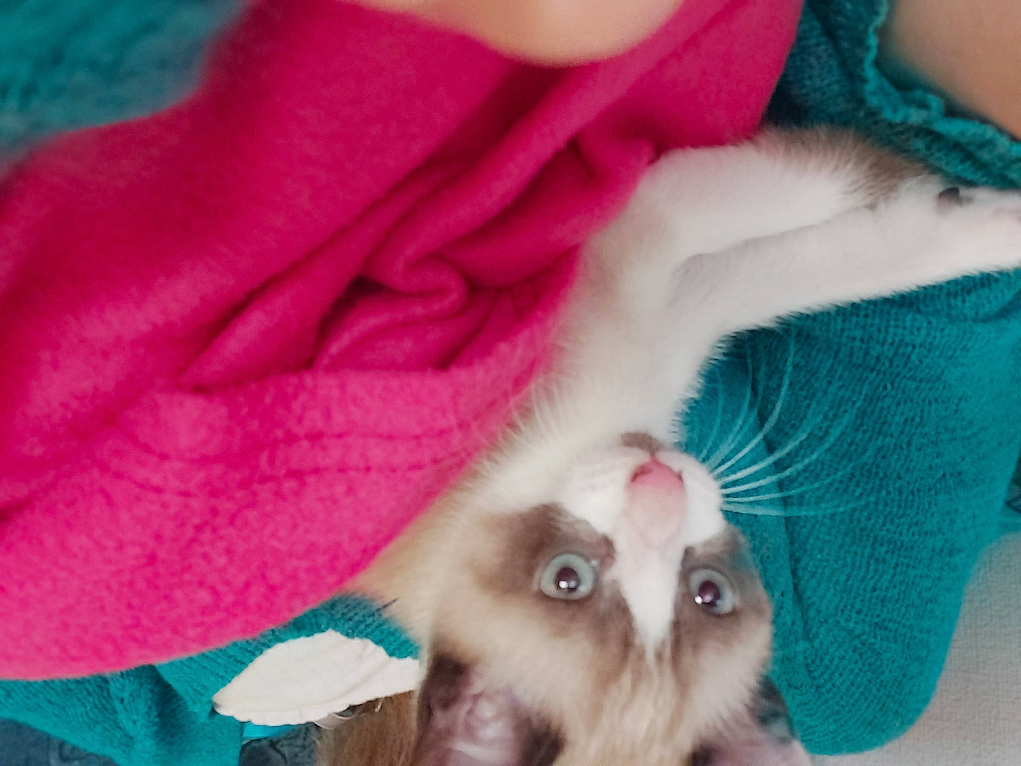 Missy participe au concours pour gagner de l'argent avec cette photo : american_curl, carnivore, cat, claw, ear, fawn, felidae, fur, kitten, munchkin, pink, polydactyl_cat, ragdoll, skin, small_to_medium_sized_cats, tail, turkish_van, turquoise, whiskers