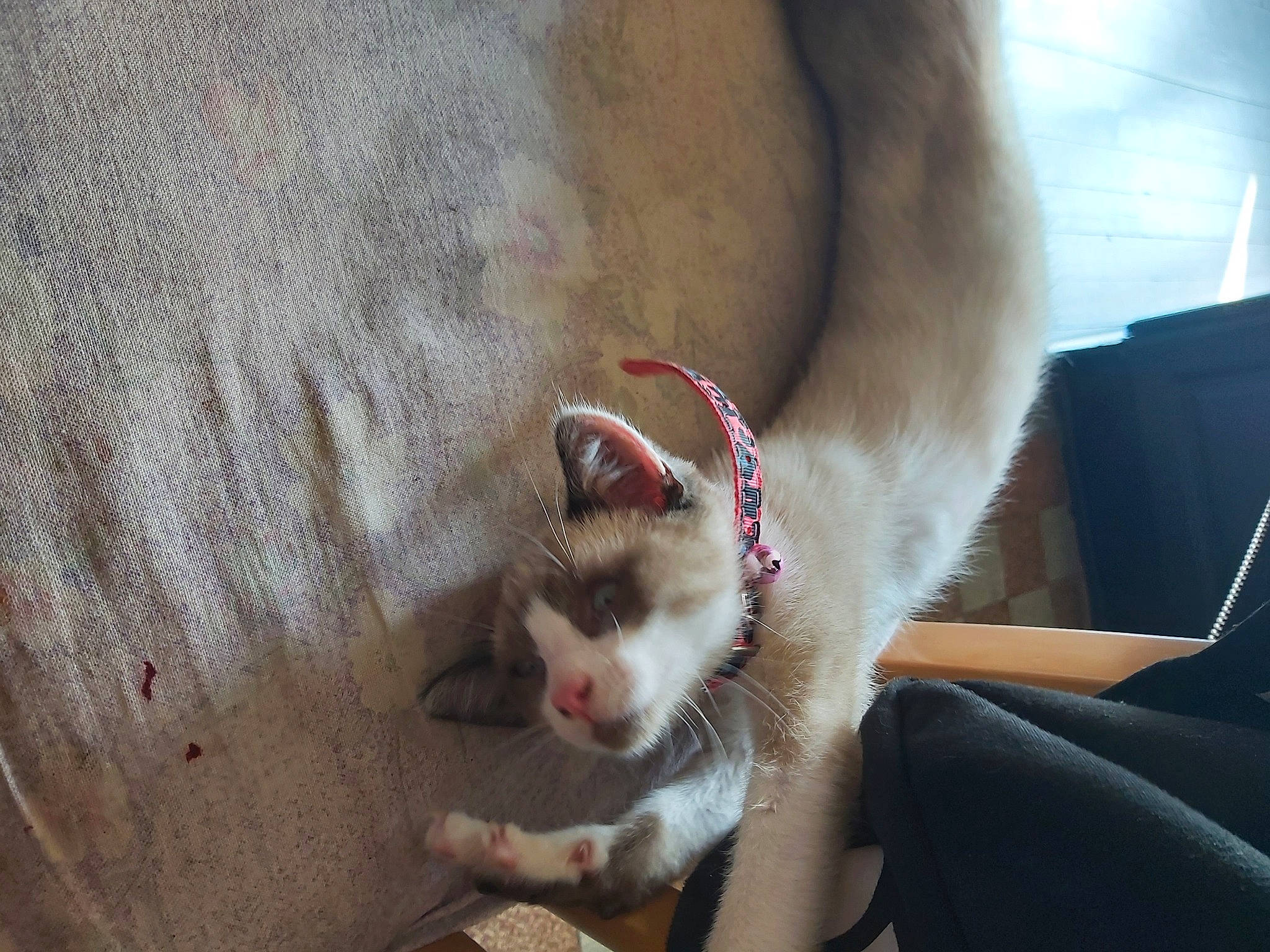 Missy a rejoint le concours — aidez-le/la à gagner de superbes lots ! aegean_cat, canidae, carnivore, cat, ear, fawn, felidae, kitten, mammal, puppy, siberian_husky, singapura, small_to_medium_sized_cats, whiskers